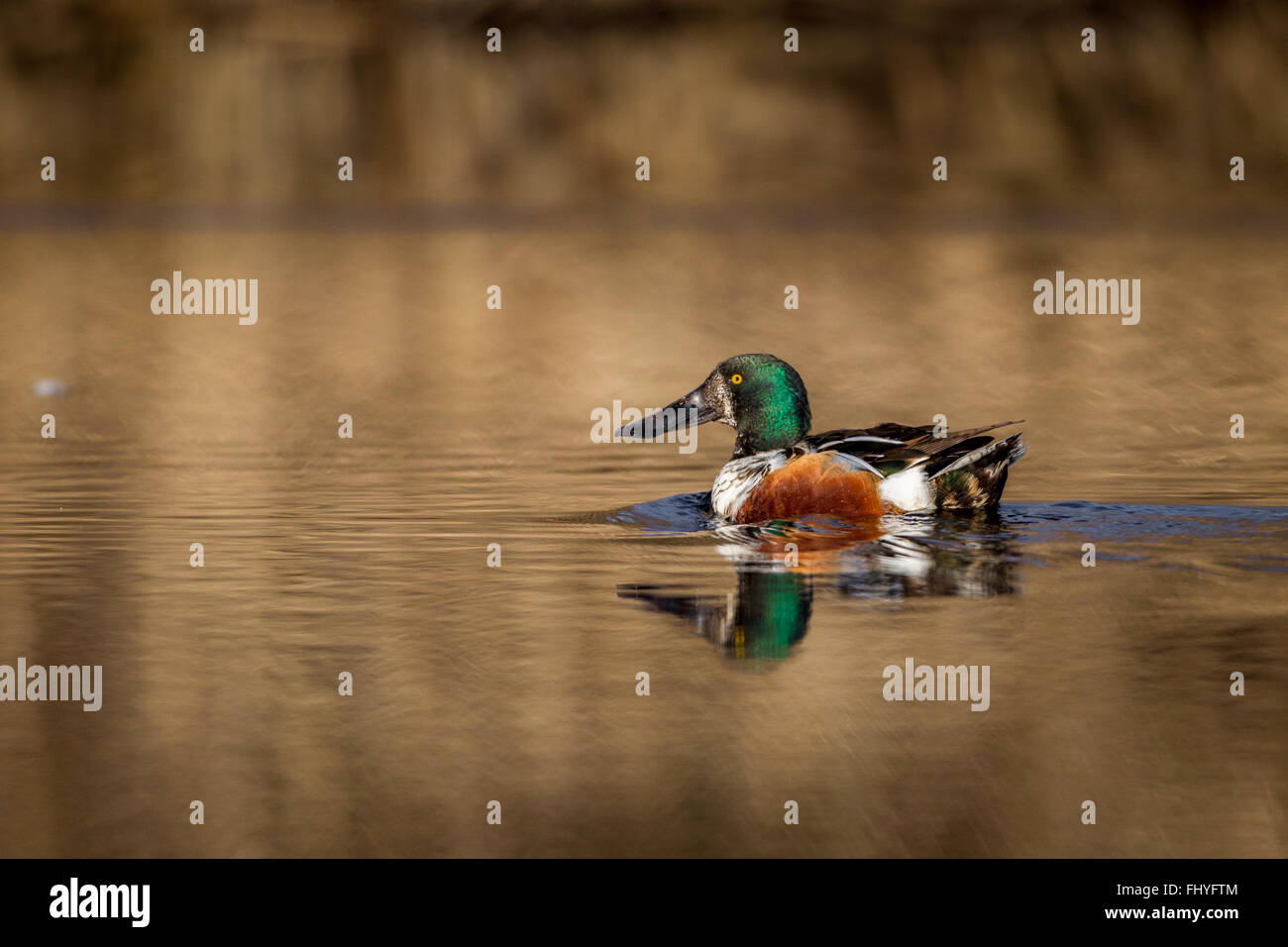 Northern Shoveler swimming in a pond Stock Photo