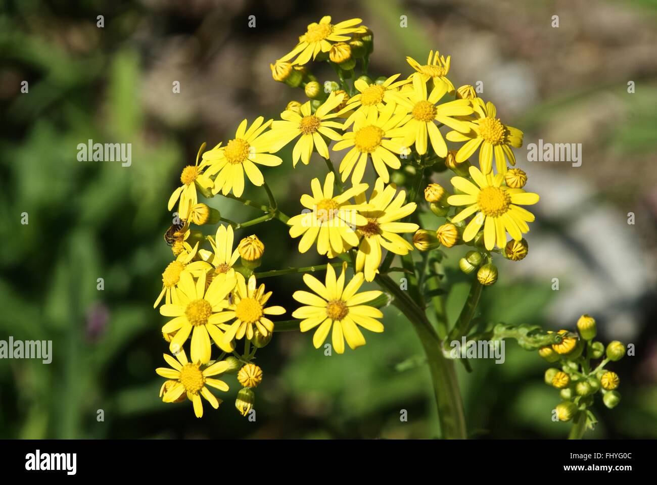 Beautiful yellow Indiana wild flowers. Stock Photo