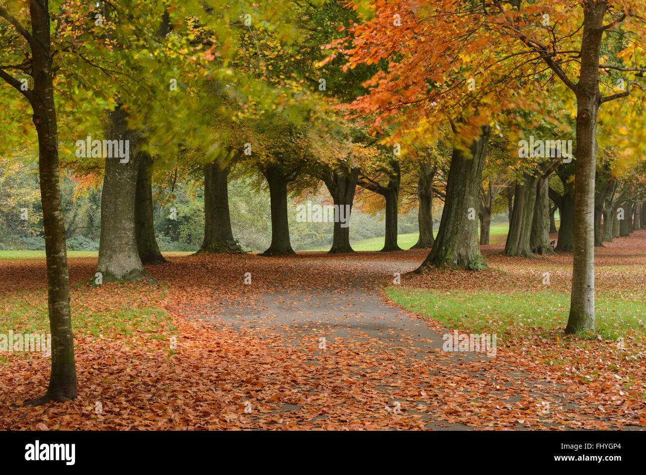 A beautiful avenue of autumnal Beech trees on Clifton Downs, Bristol