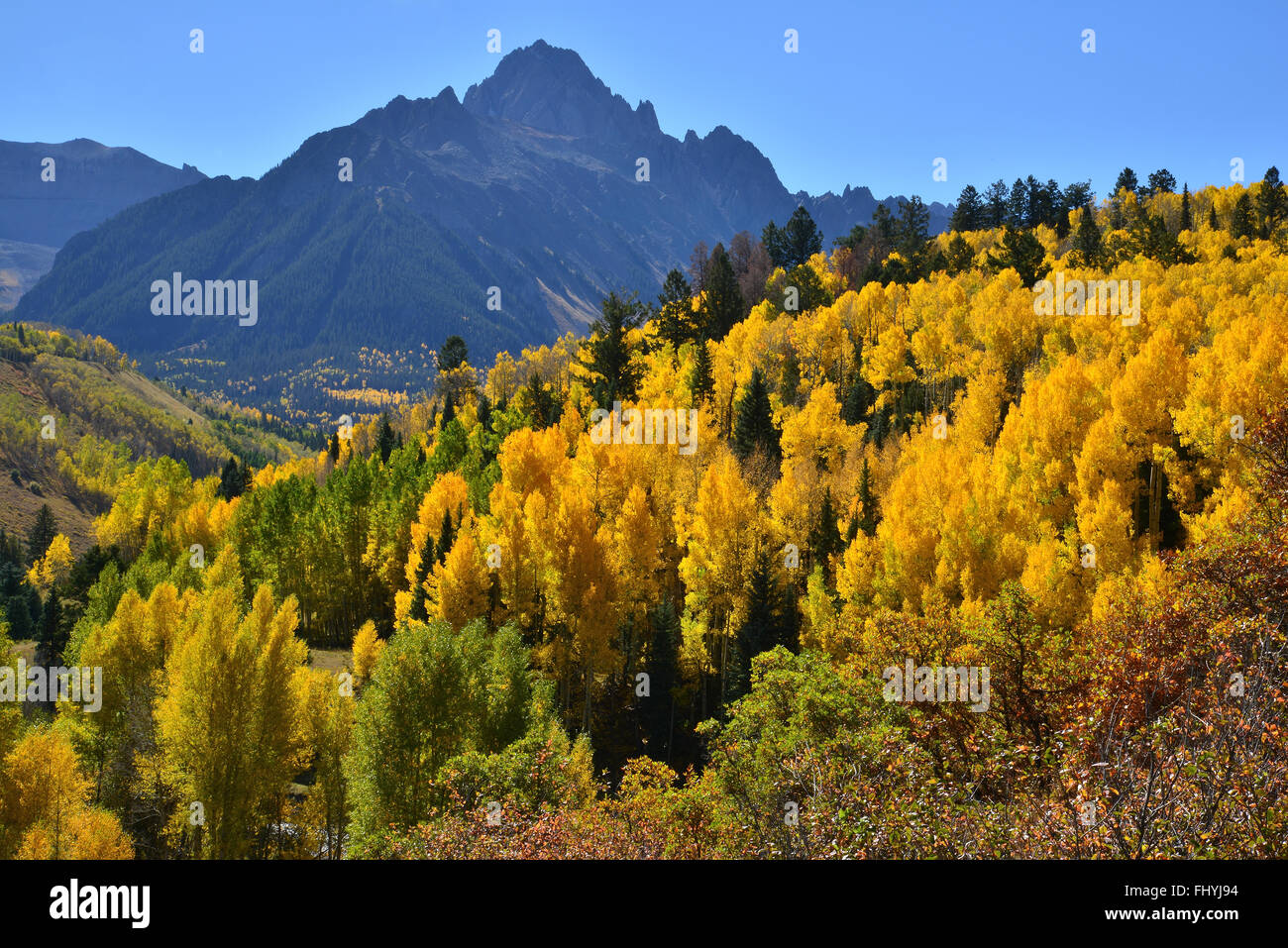 Aspens ablaze beneath Mt. Sneffels along Dalls Creek Road in Uncompahgre National Forest near Ridway and Ouray, Colorado Stock Photo