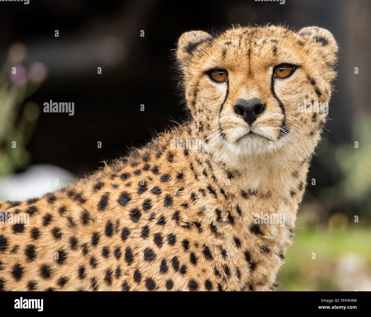 Cheetah face dark hi-res stock photography and images - Alamy