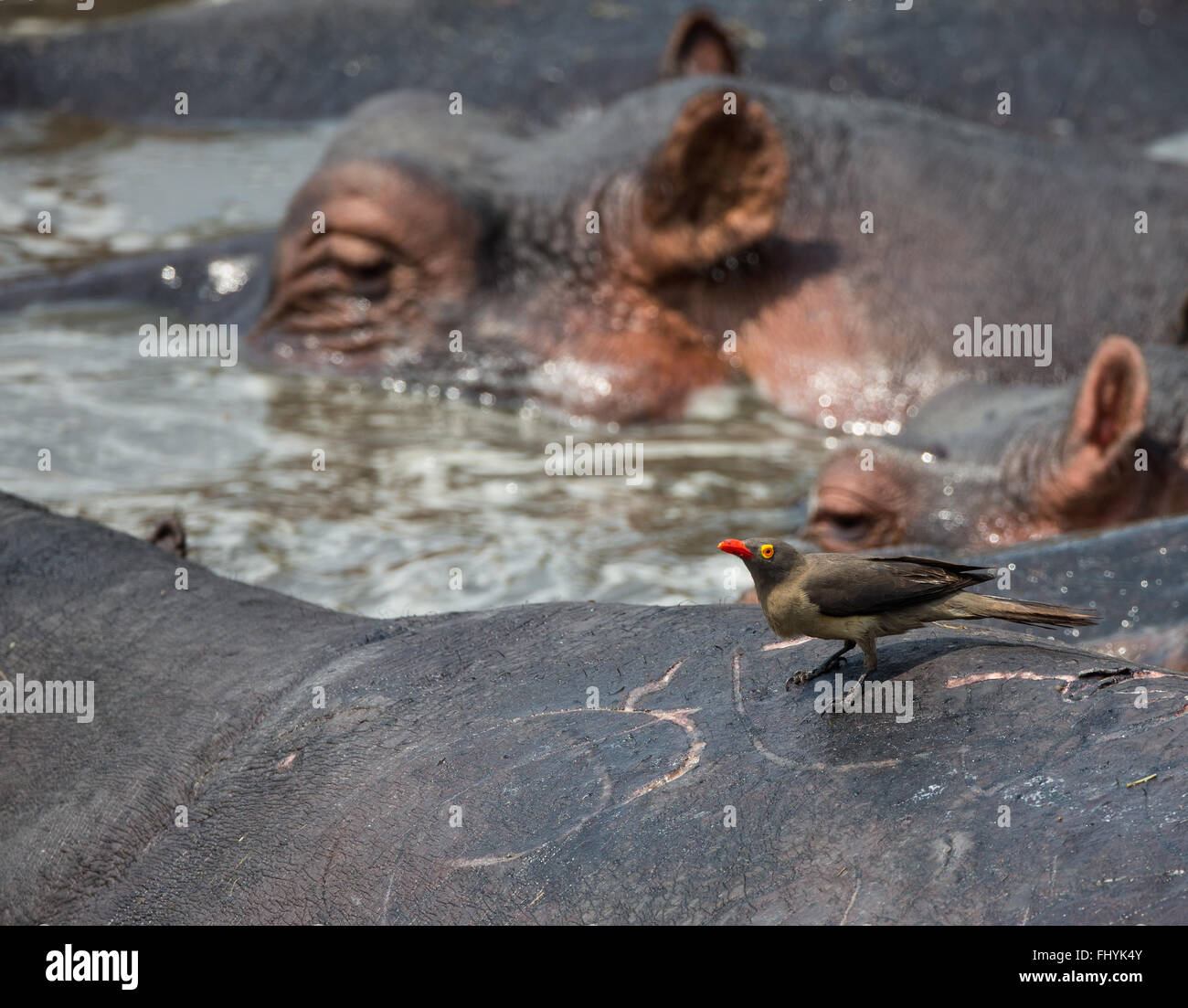 Red-billed oxpecker on hippo back with other hippos in water Stock Photo
