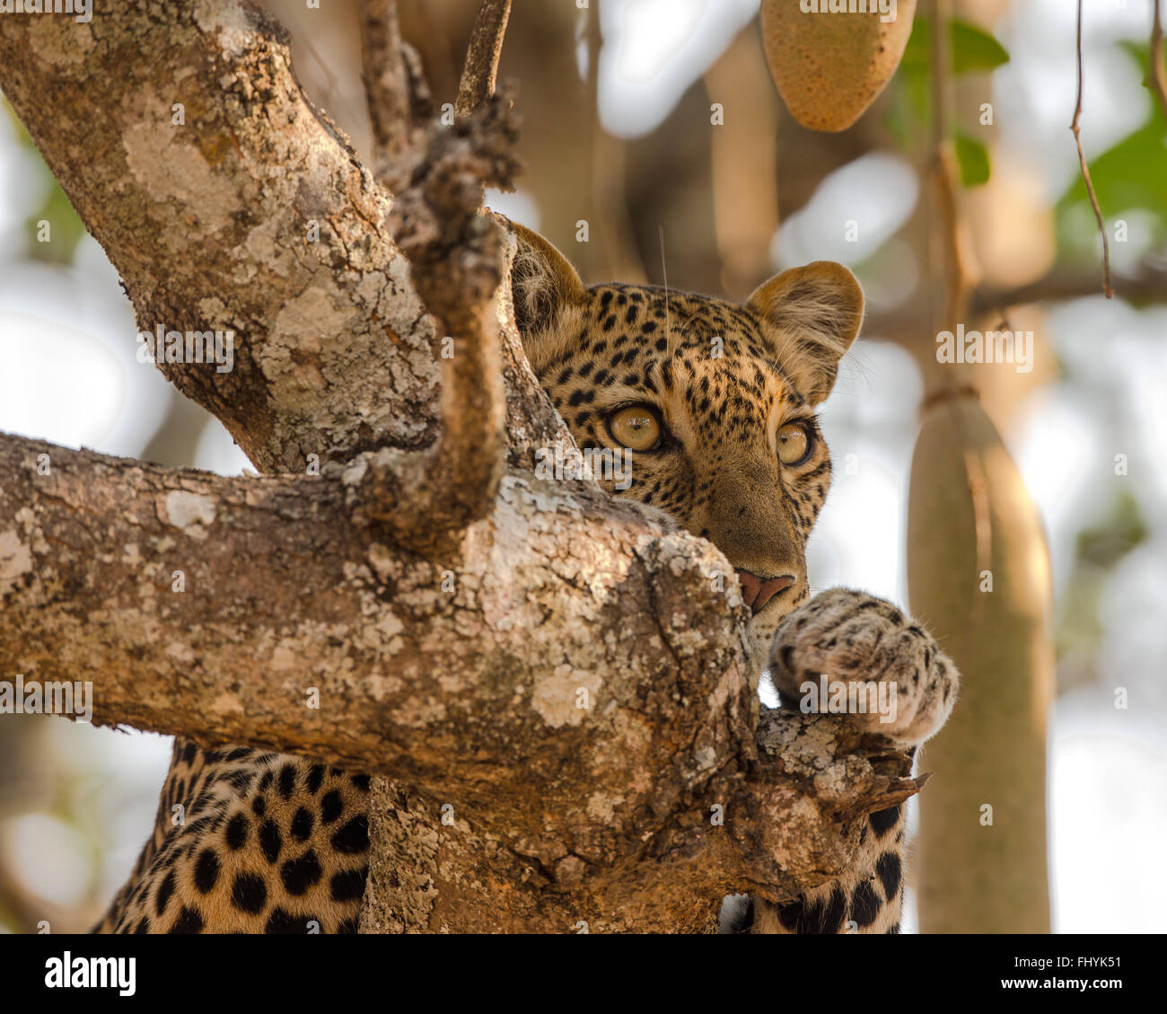 leopard staring at impala herd from perch in sausage tree Stock Photo