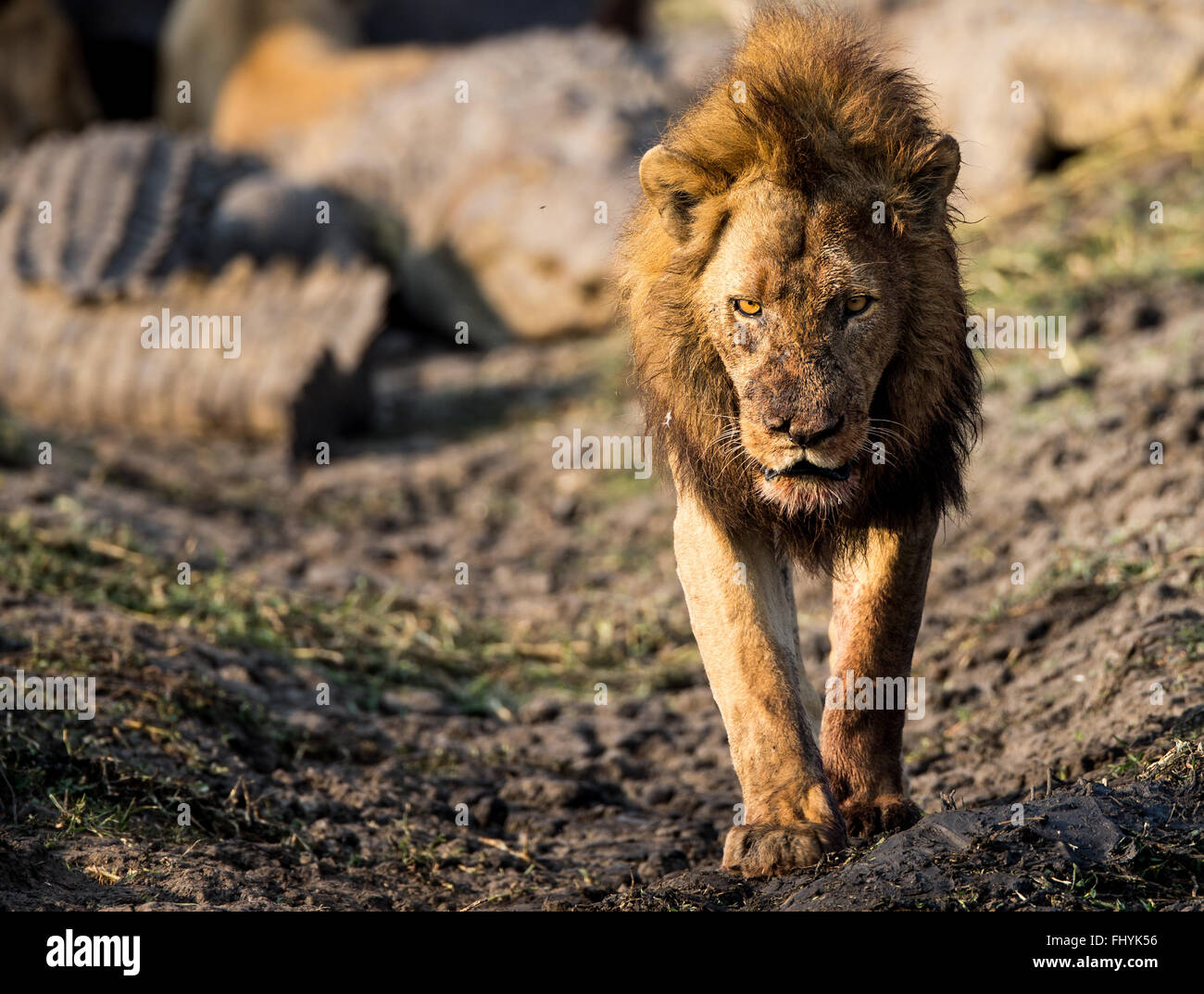 male lion walking away from hippo kill with crocodiles in background Stock Photo