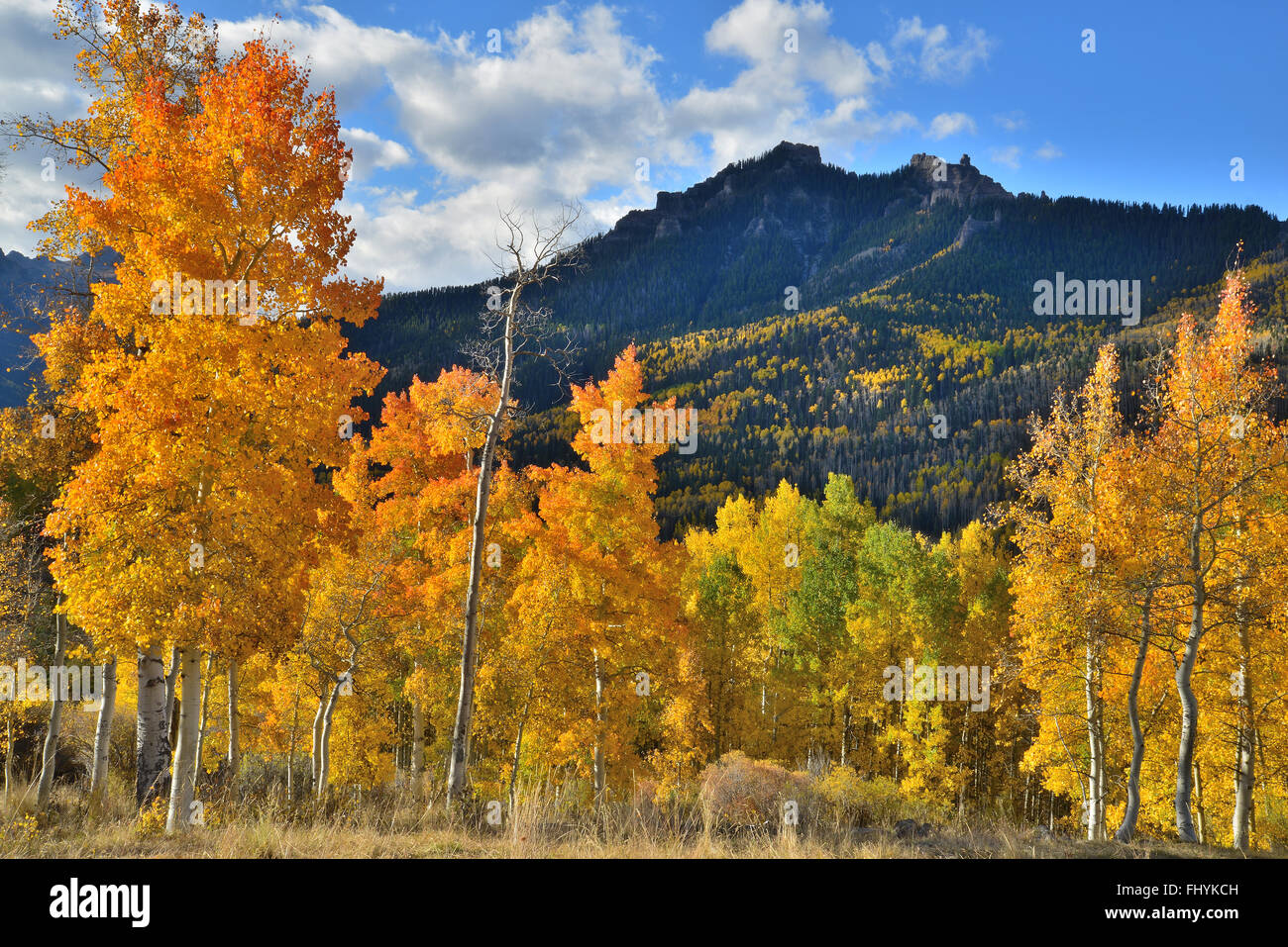 Fall color comes to aspens above Silver Jack Reservoir along Big Cimarron Road in Uncompahgre National Forest in Colorado Stock Photo