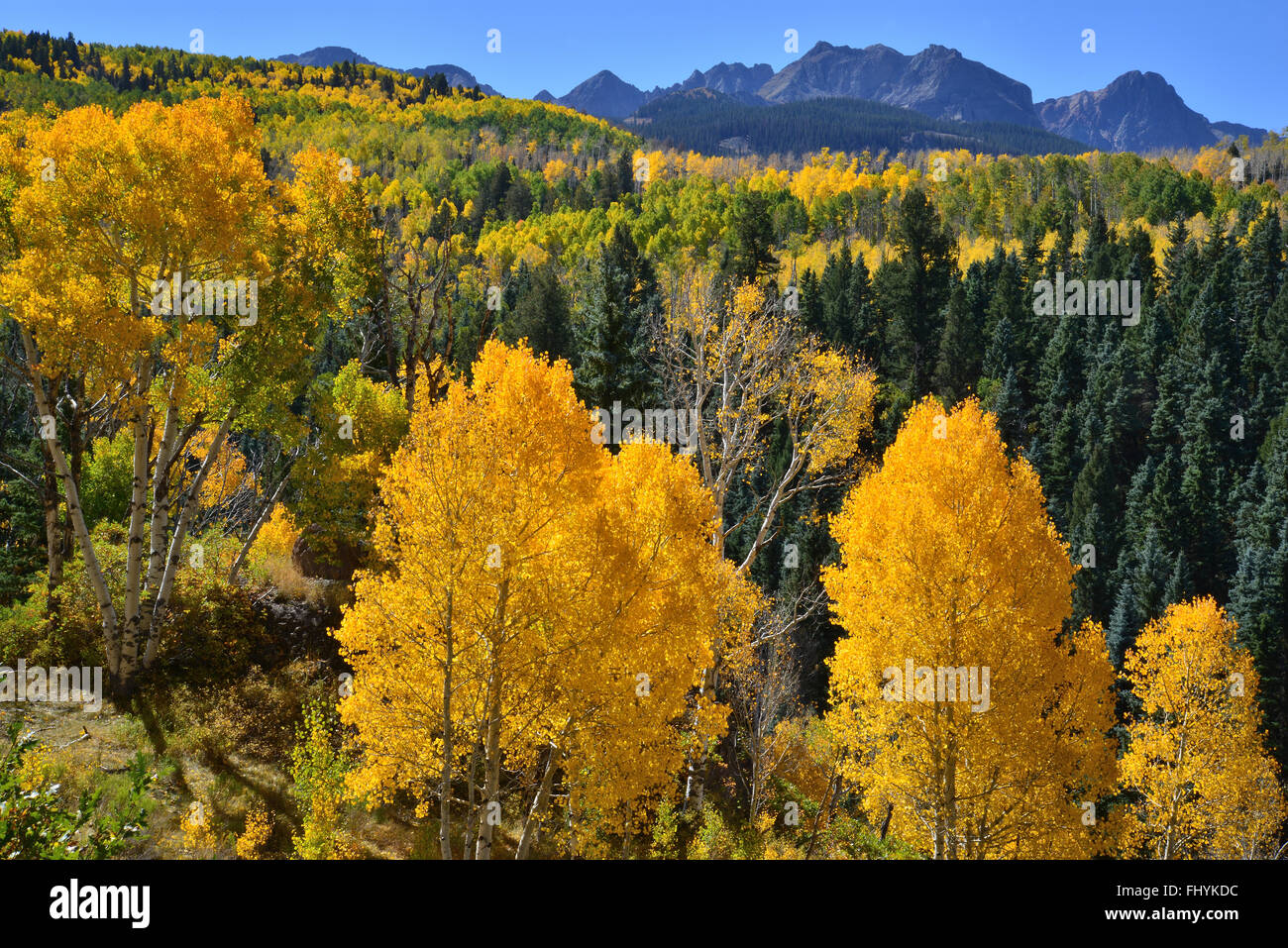 Aspens ablaze beneath Mt. Sneffels along Dalls Creek Road in Uncompahgre National Forest near Ridway and Ouray, Colorado Stock Photo