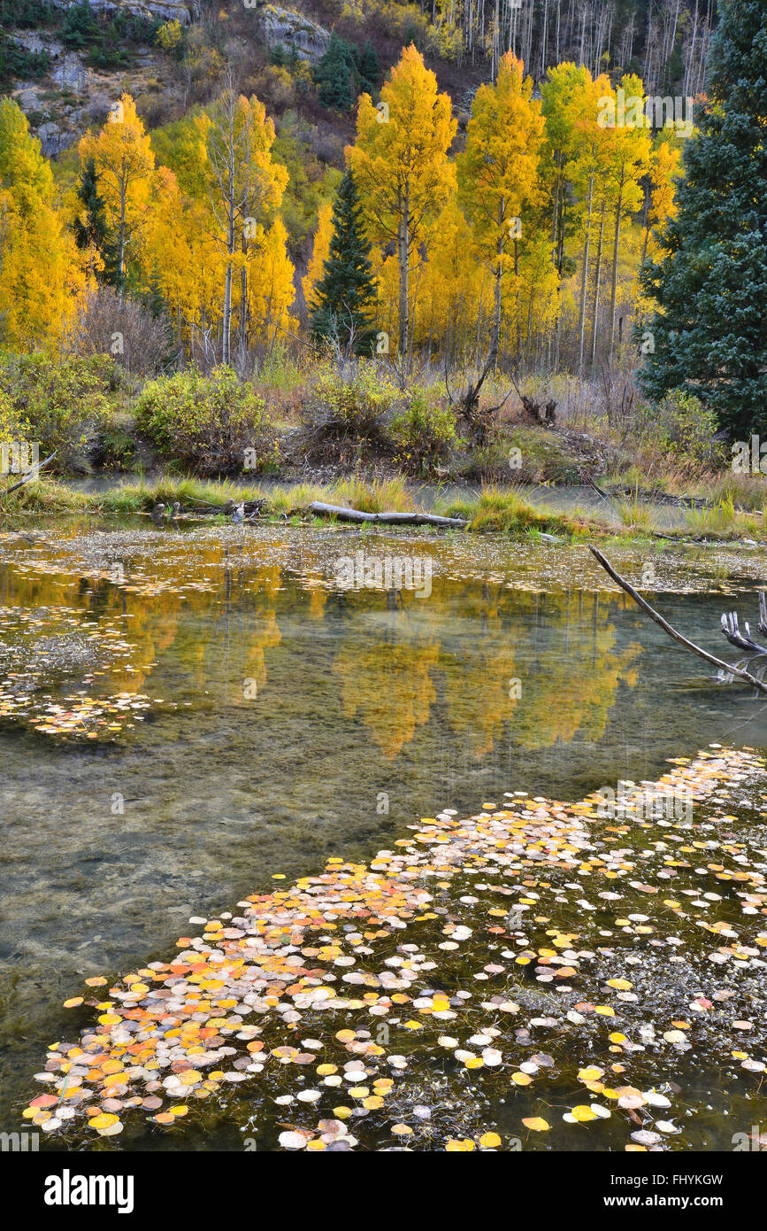 Aspen leaves in roadside pond along Ophir Loop near Ophir, Colorado, East of HWY 145. Stock Photo