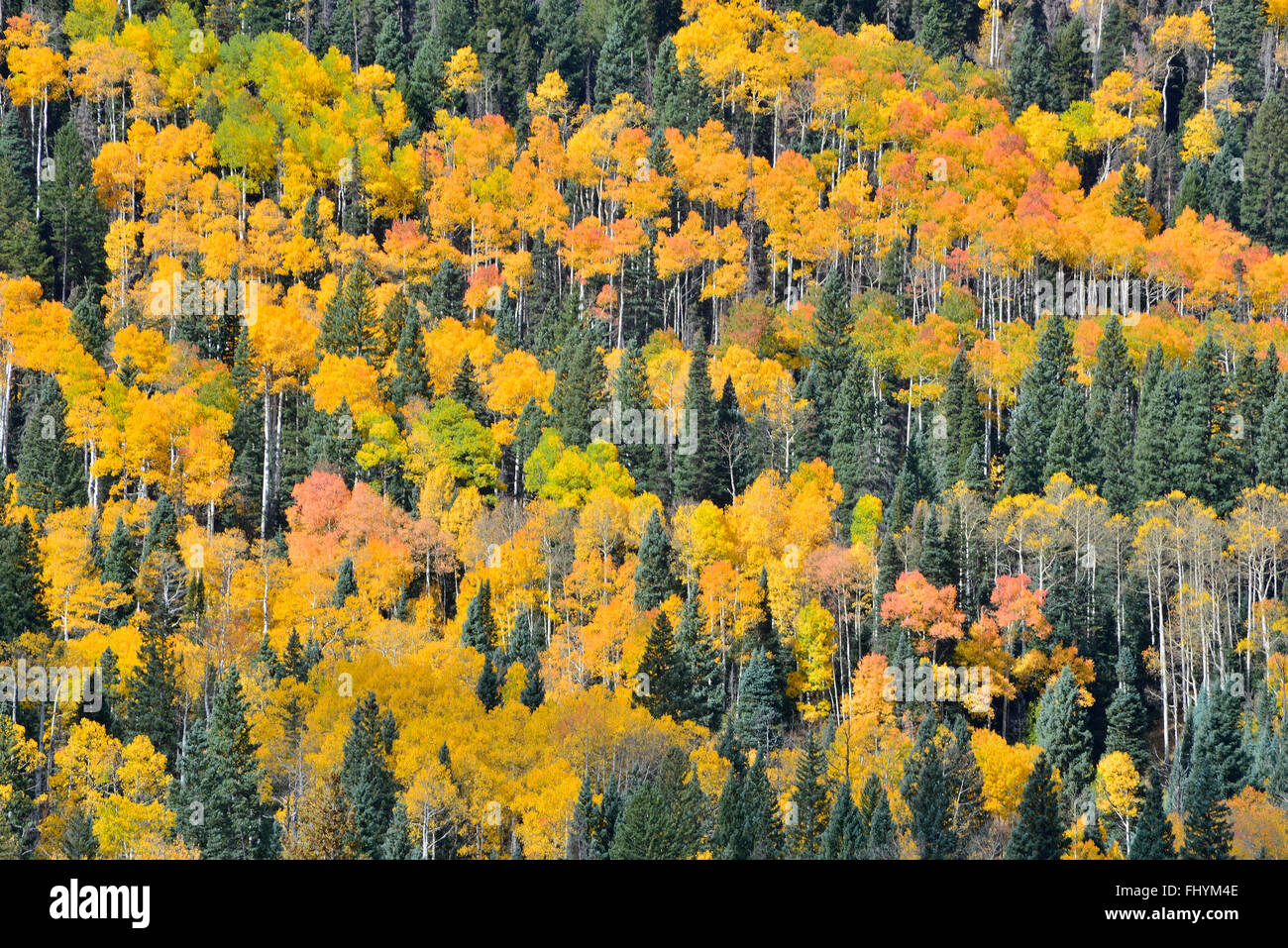 Fall color views along Forest Road 858 to Owl Creek Pass about 20 miles west of Ridgway, Colorado, and in Big Cimarron Stock Photo