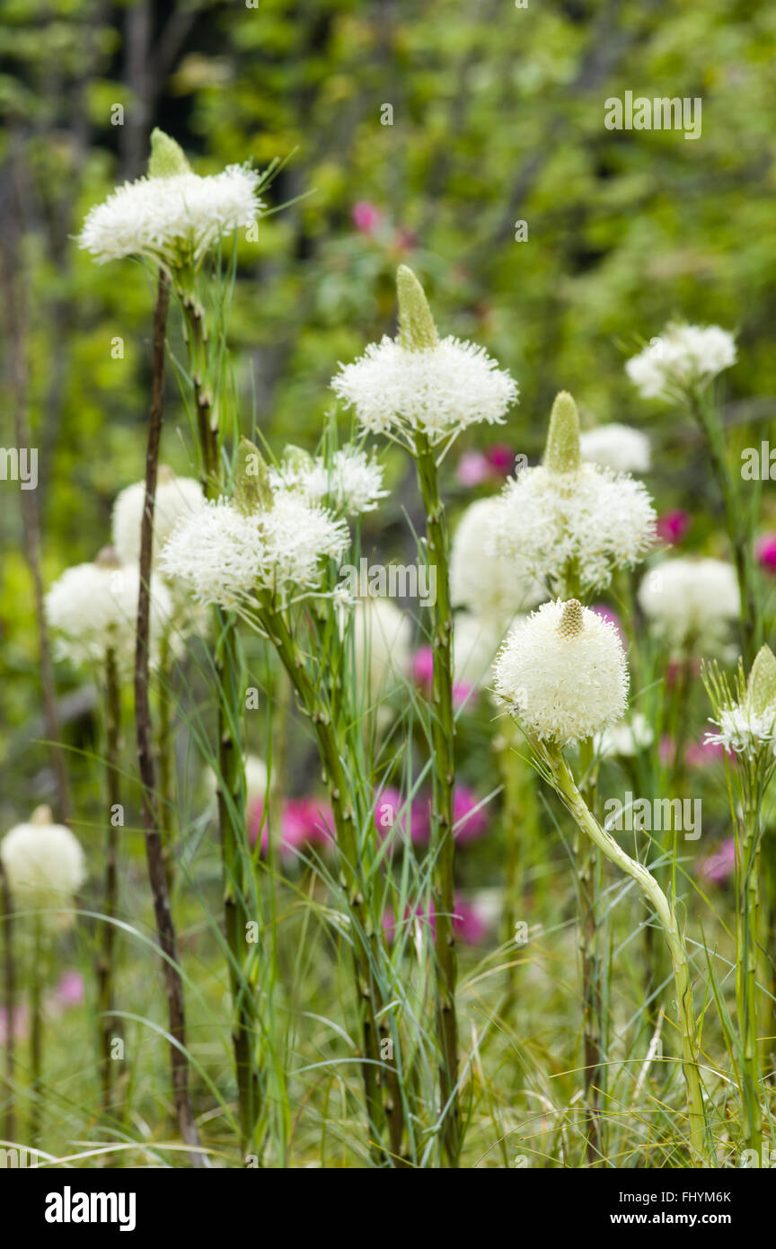 bear-grass-or-xerophyllum-tenax-blooming-in-the-mt-hood-national-forest