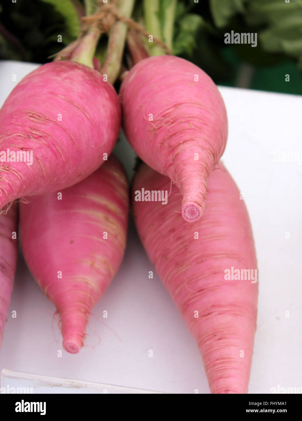 Raphanus sativus, PUSA Gulabi radish, cultivar with long rose coloured roots, commonly used in salads, vegetable crop Stock Photo