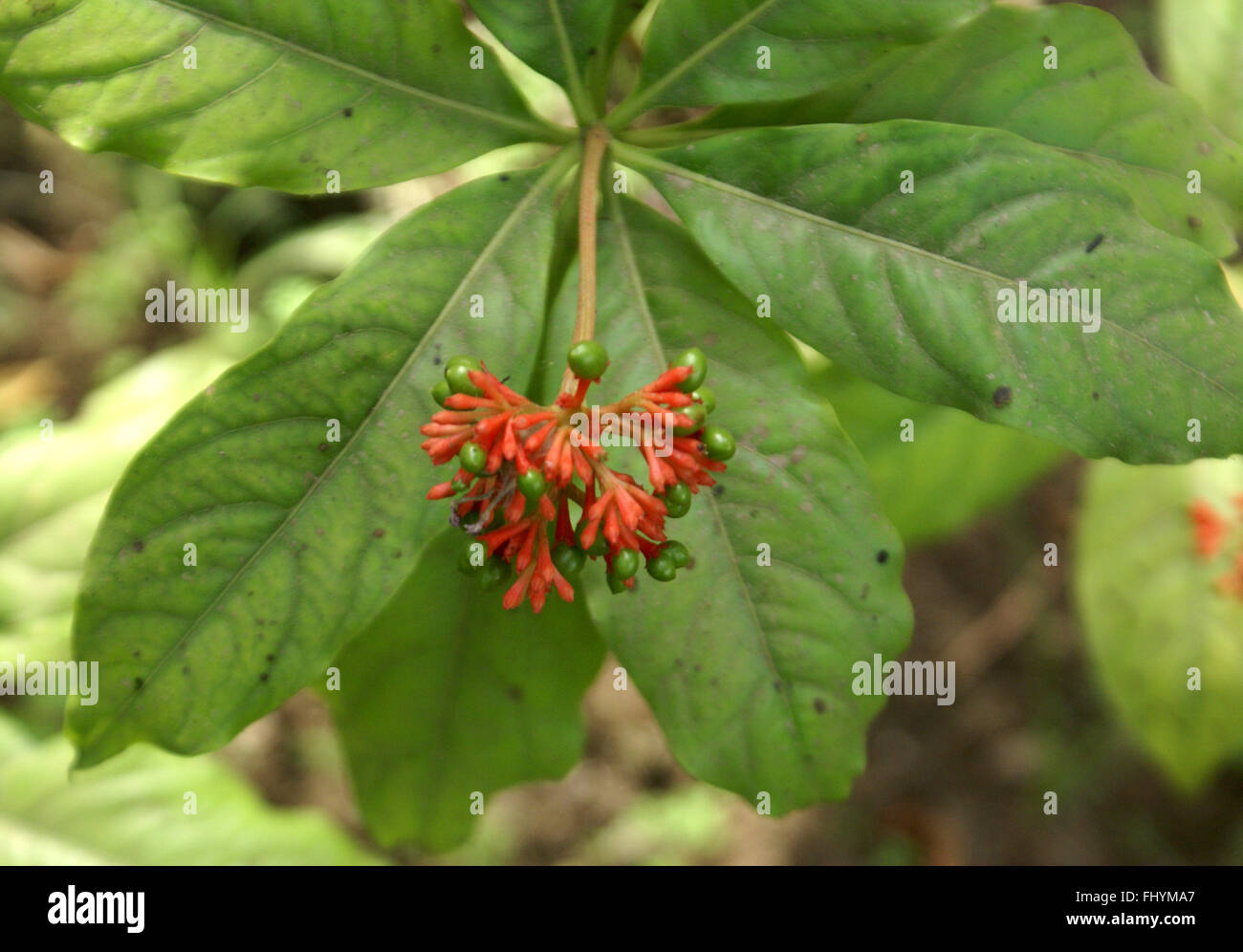 Rauvolfia serpentina,  Indian snakeroot, Sarpagandha, small shrub with elliptic leaves in whorls of 3-6, important in medicine Stock Photo