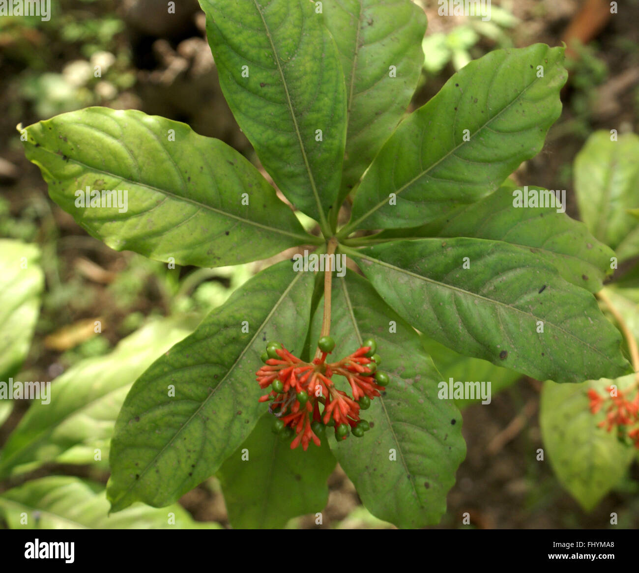 rauvolfia serpentina, indian snakeroot, sarpagandha, small shrub