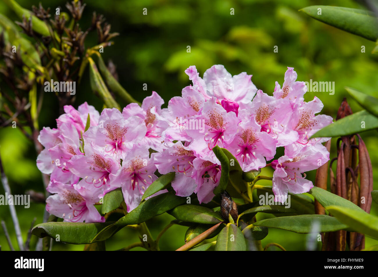 Native rhododendron plants blooming with pink flowers in the Mt Hood National Forest. Stock Photo