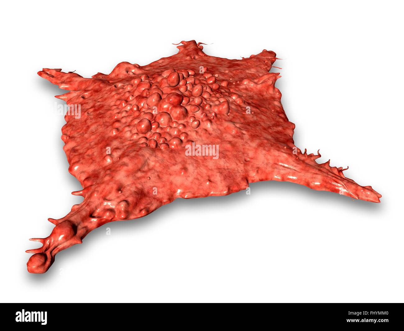 Cancer cell monoclonal antibodies hi-res stock photography and images ...