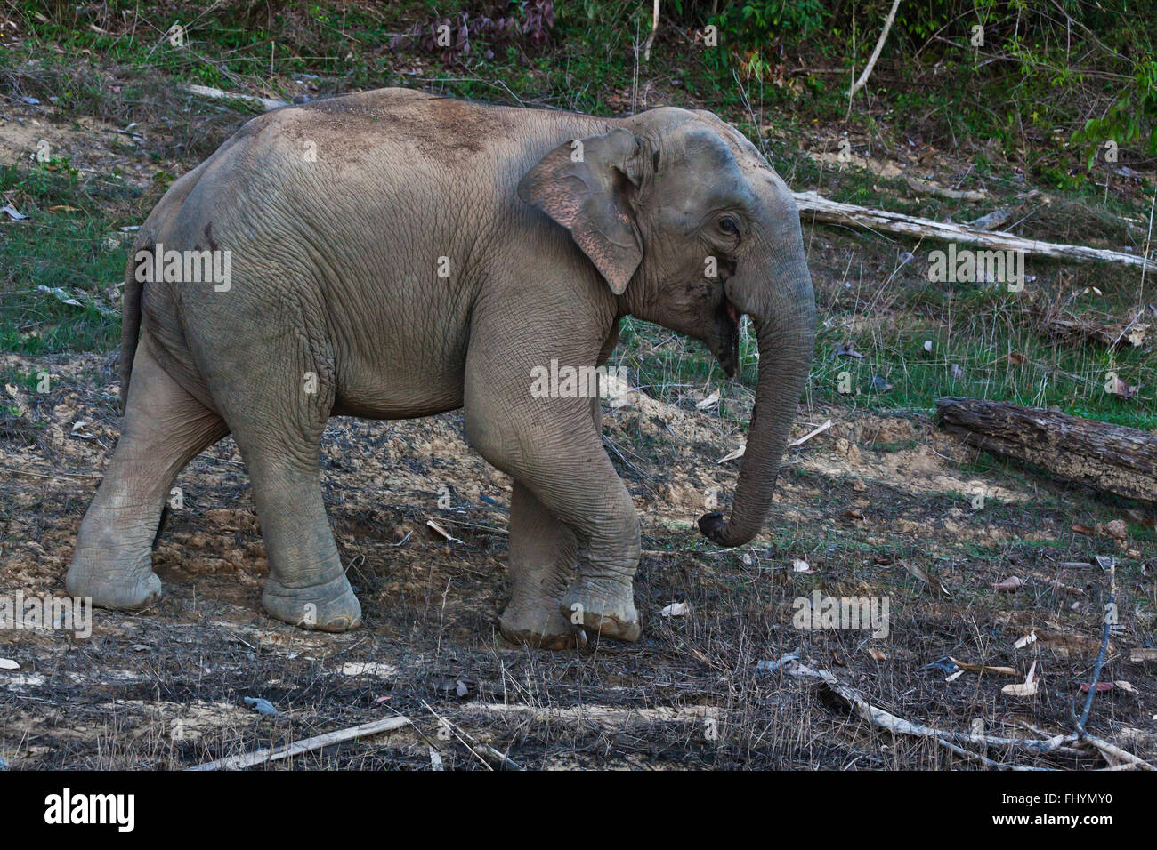 A WILD ELEPHANT comes to visit in the Wildlife Sancturary on Klong Saeng of CHEOW EN LAKE in KHAO SOK NATIONAL PARK - THAILAND Stock Photo