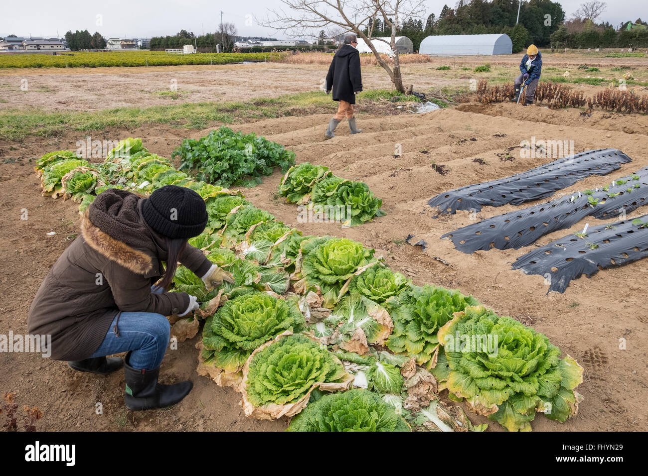 A volunteer from the aid agency Caritas, picks Chinese cabbage on land that has been affected by the 2011 earthquake, tsunami. Stock Photo