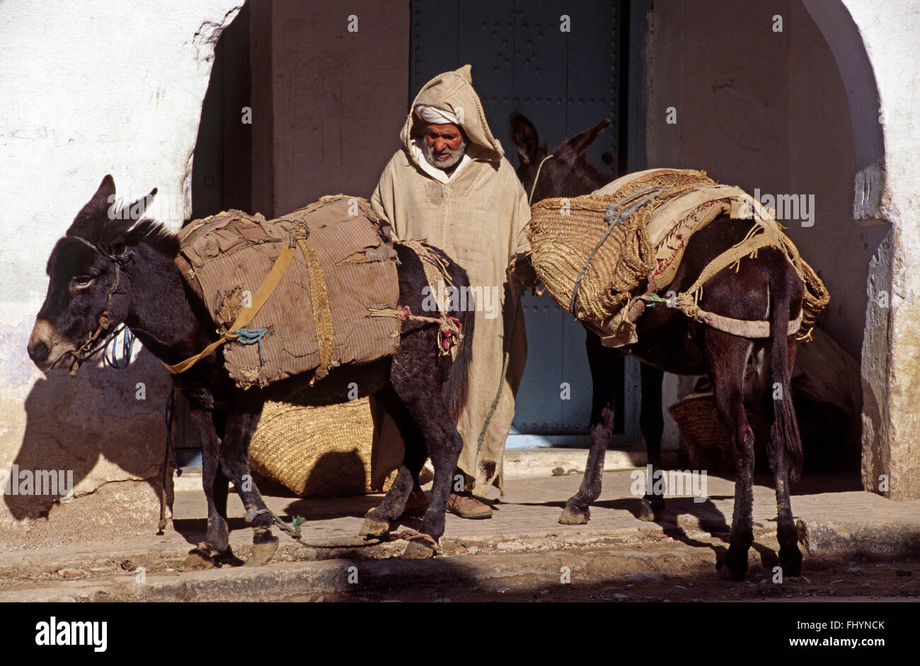 MOROCCAN with his loaded MULES in the town of CHECHAOUEN in the RIF MOUNTAINS of northern MOROCCO Stock Photo