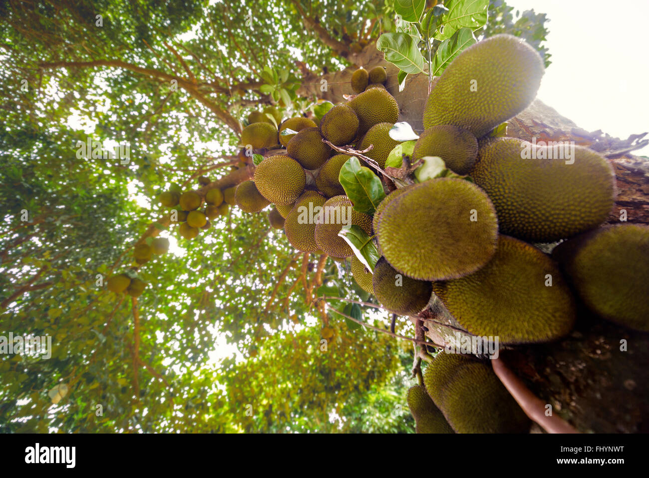 Jackfruit (Artocarpus heterophyllus) tree with fruit growing, low angle view. Stock Photo