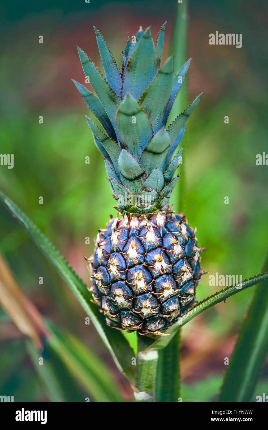 Pineapple (Ananas comosus) fruit growing on plant, close up. Stock Photo