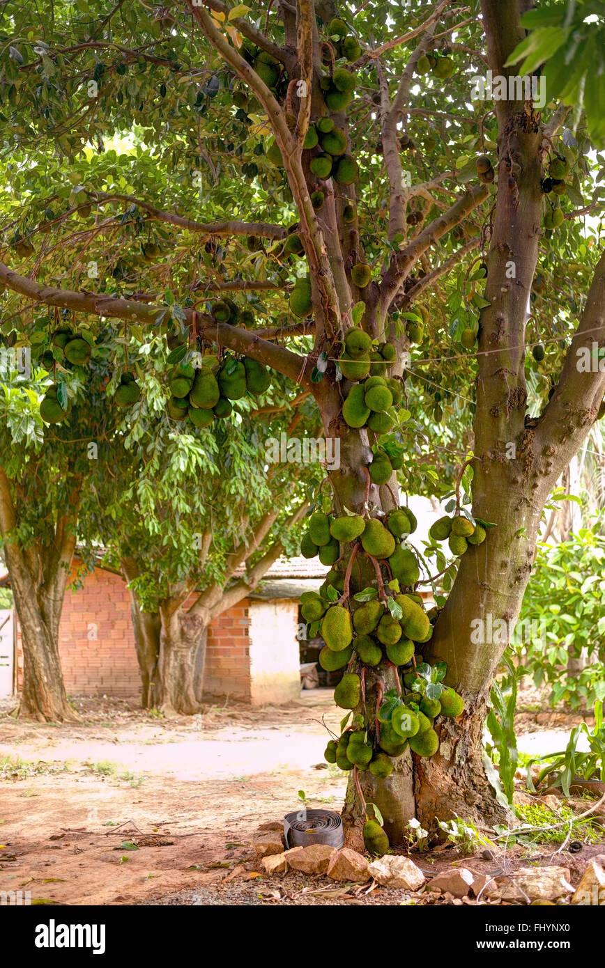 Jackfruit (Artocarpus heterophyllus) tree with fruit growing. Stock Photo