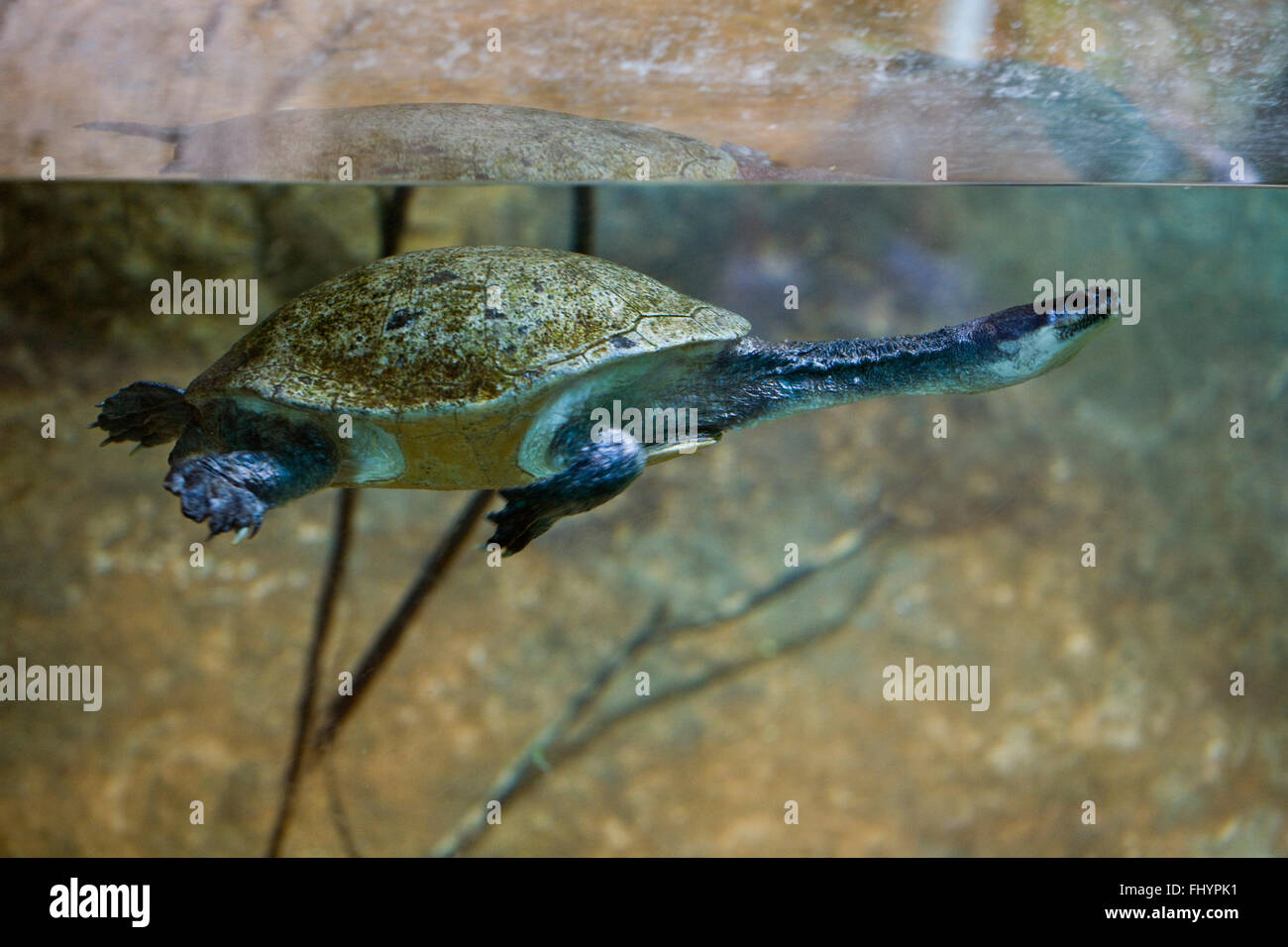 A TURTLE swimming in a tank at the SAN DIEGO ZOO - CALIFORNIA Stock Photo