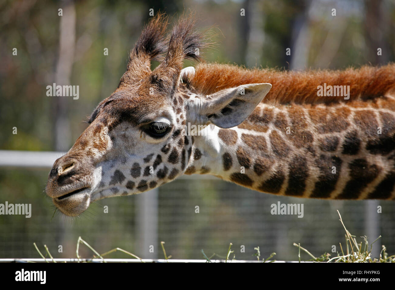A young MASAI GIRAFFE (Giraffa camelopardalis tippelskirchi) Stock Photo