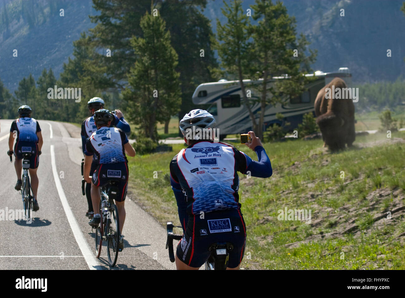 Serious ROAD BICYCLISTS encounter mobile homes and BISON - YELLOWSTONE NATIONAL PARK, WYOMING Stock Photo