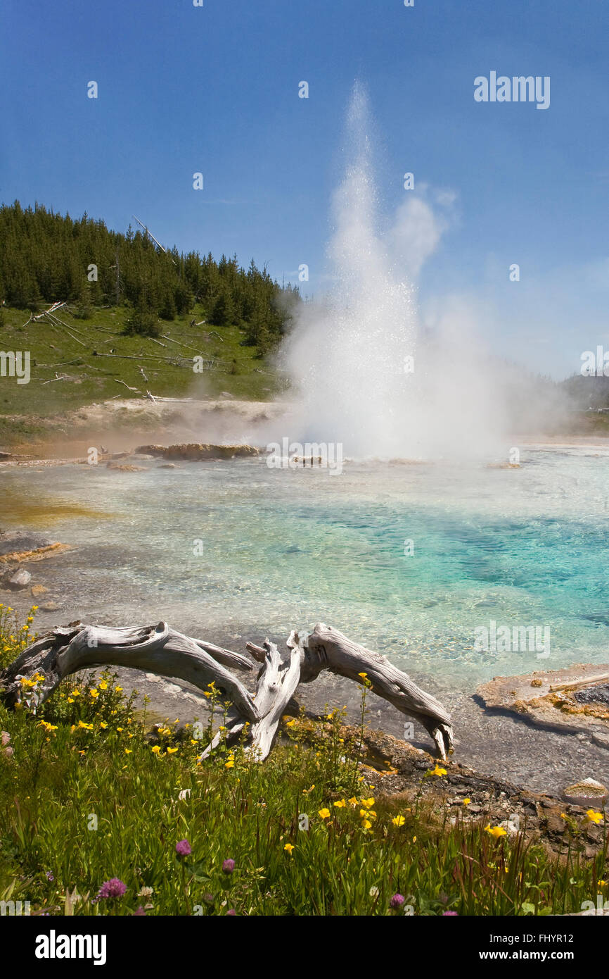IMPERIAL GEYSER erupts into a small pool in the LOWER IMPERIAL BASIN  - YELLOWSTONE NATIONAL PARK, WYOMING Stock Photo