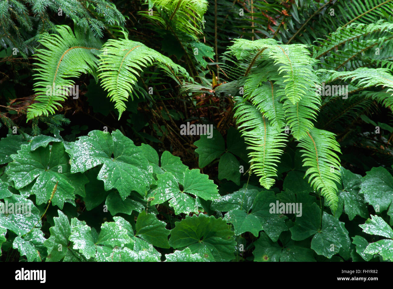 SWORD FERNS in the HOH RAIN FOREST which averages 240 inches of rain per year - OLYMPIC NATIONAL PARK, WASHINGTON Stock Photo