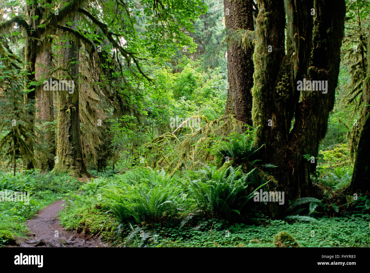 The HALL OF MOSSES TRAIL in the HOH RAIN FOREST - OLYMPIC NATIONAL PARK, WASHINGTON Stock Photo