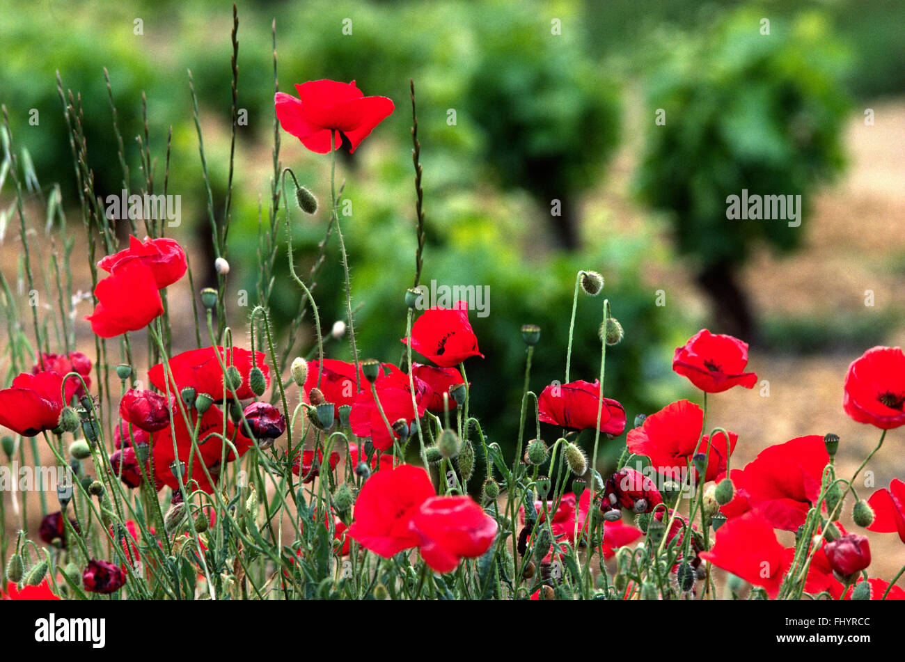 RED SPANISH POPPY PLANTS SPAIN Stock Photo Alamy