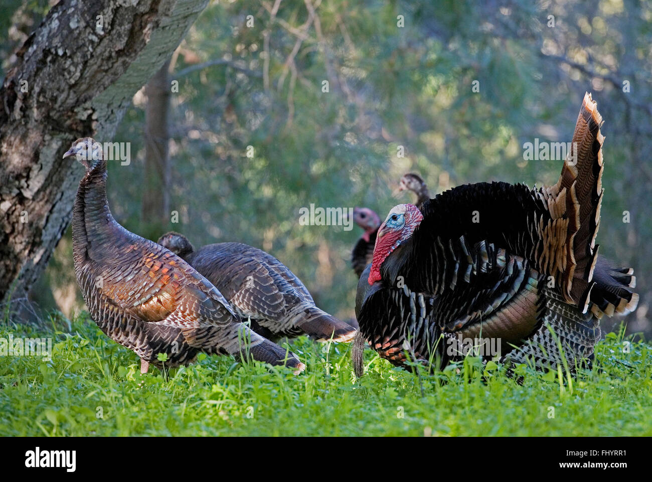 Three wild turkey gobblers display their tail feathers Fleece Blanket