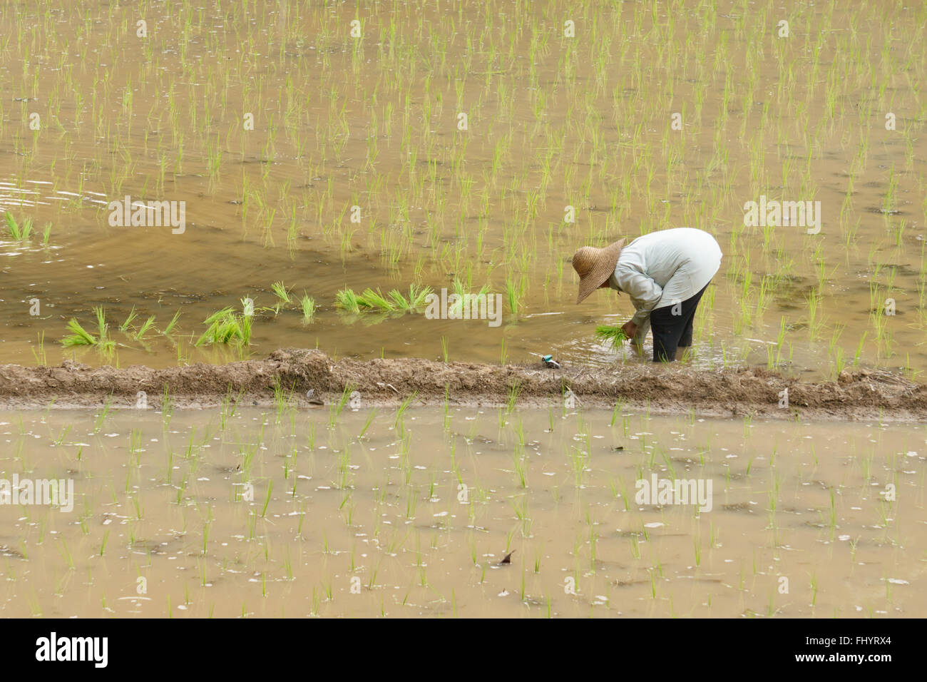 Malaysian farmer planting rice in the paddy fields with water. Stock Photo