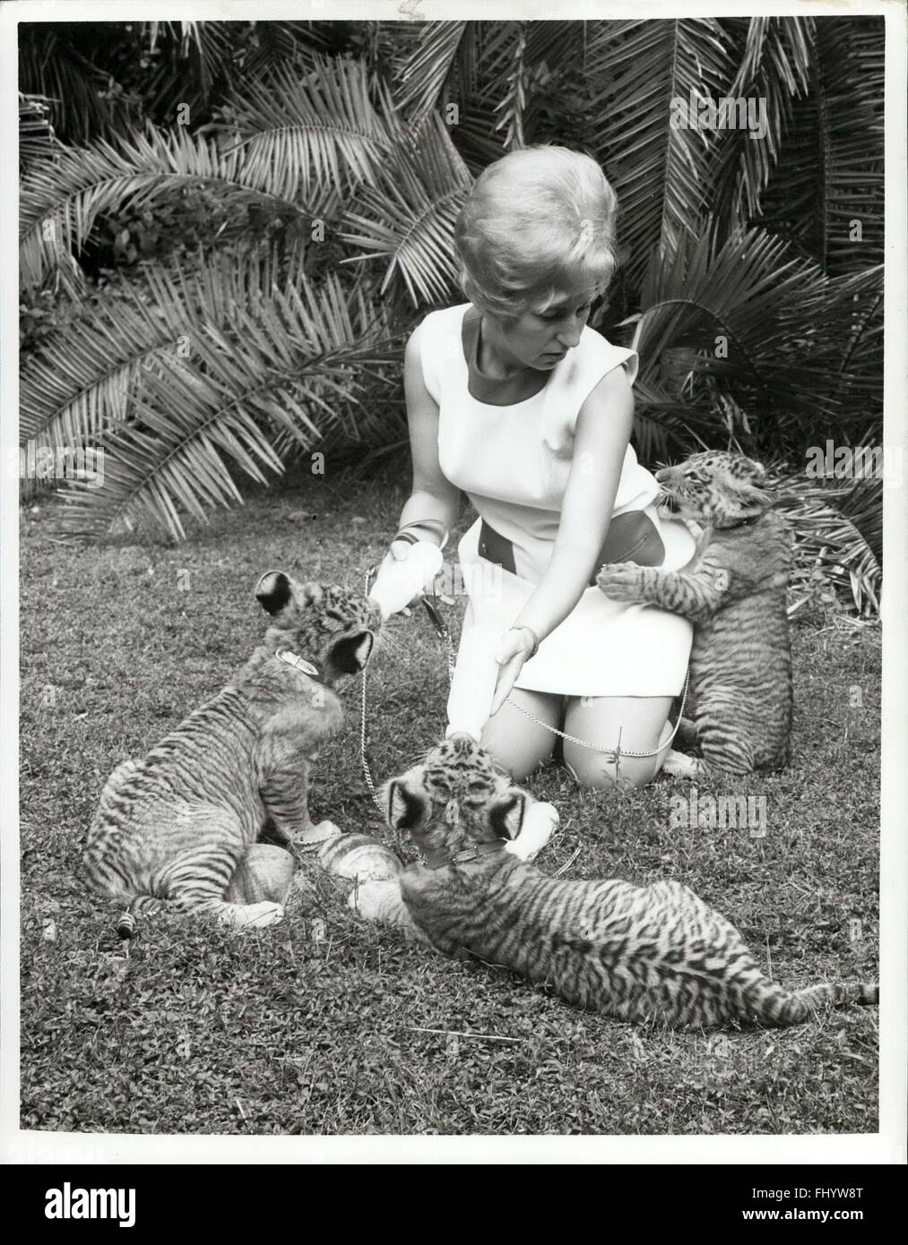1971 - It sure is hard to get a drink of water around here. seems to be the thought of the tiglon on the right. Mrs. Lawrence Tetzlaff, wife of famed wild animal collector Jungle Larry, tries to feed her priceless tiglons at Jungle Larry's Safari Land at Caribbean Gardens but finds two hands are not enough for triplets. The tiglons are the result of cross-breeding an African lioness and a giant Royal Bengal tiger. These three are believed to be the only ones in the world at the present time. © Keystone Pictures USA/ZUMAPRESS.com/Alamy Live News Stock Photo