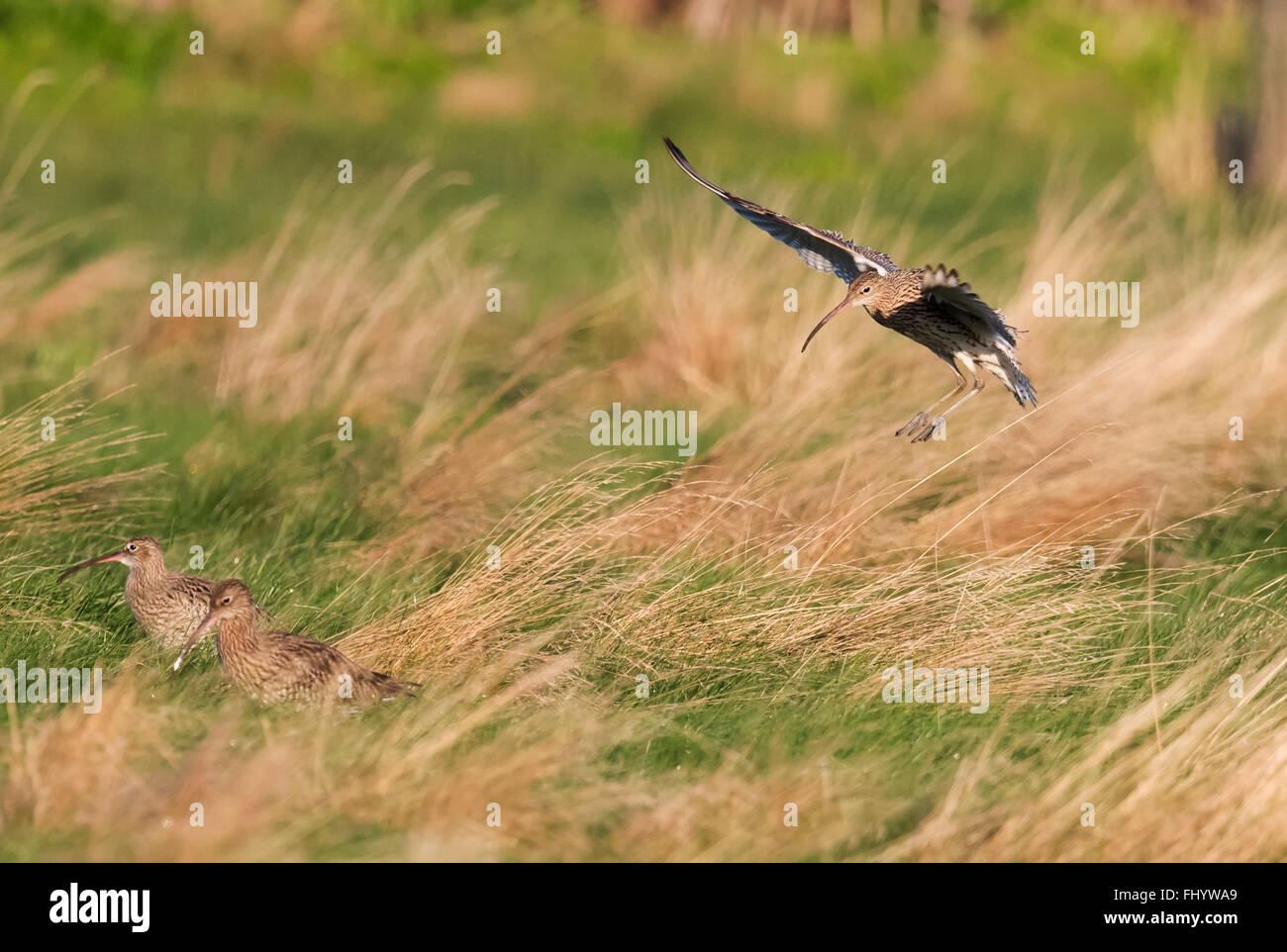 Curlew, Numenius arquata landing on rough grasses, Norfolk Stock Photo