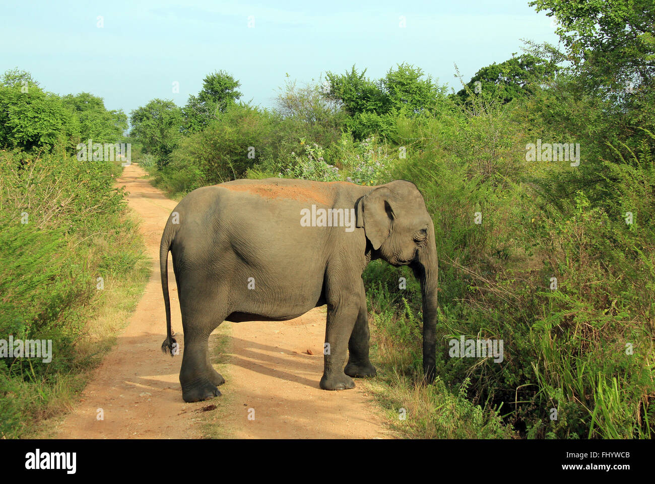 Lankesian Elephant (Elephas Maximus Maximus) Blocking the Road. Uda Walawe National Park, Sri Lanka Stock Photo