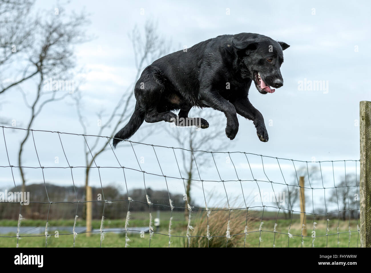 Why Is My Dog Suddenly Jumping The Fence