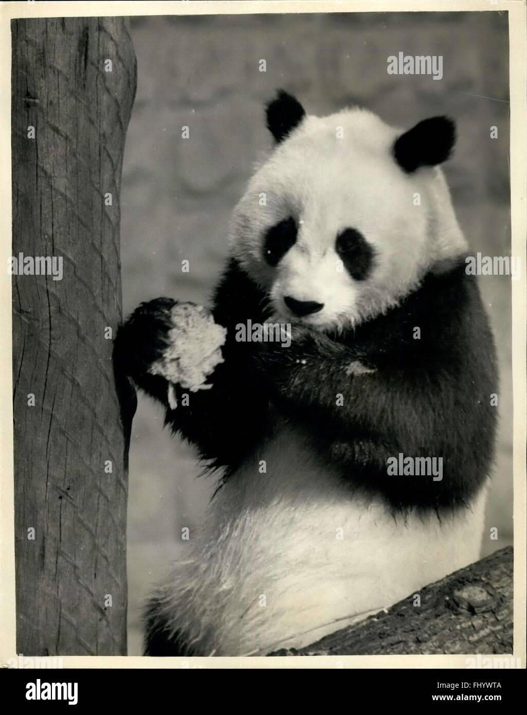 1971 Giant Pandas on show at the London zoo. ChiChi the giant Panda