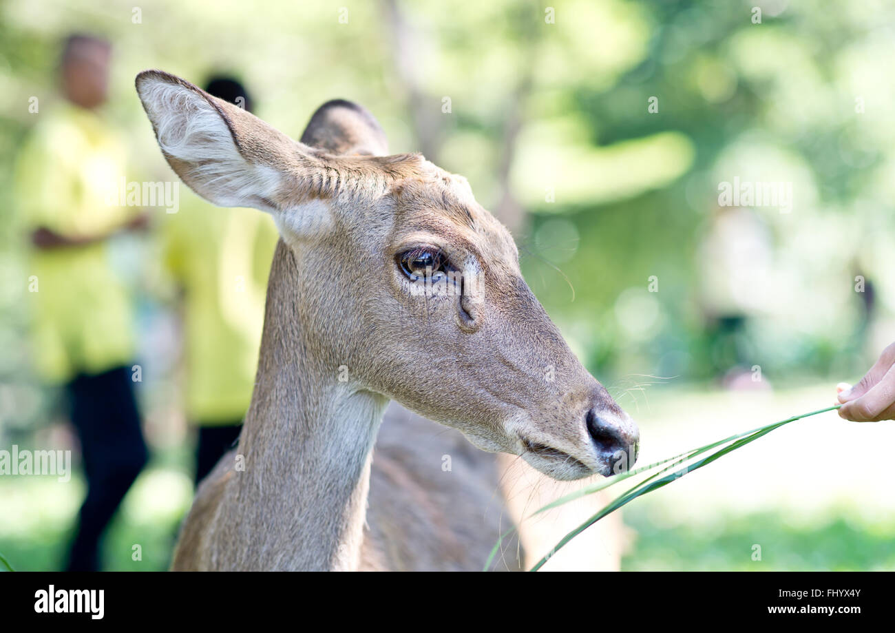 Baby deer feeding hires stock photography and images Alamy