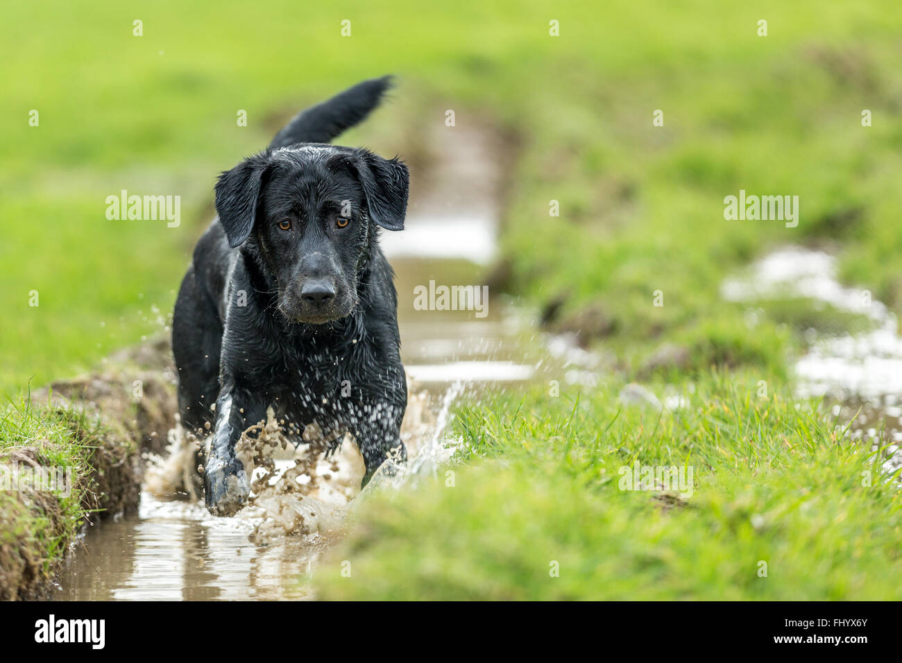Black Labrador dog in a muddy puddle Stock Photo