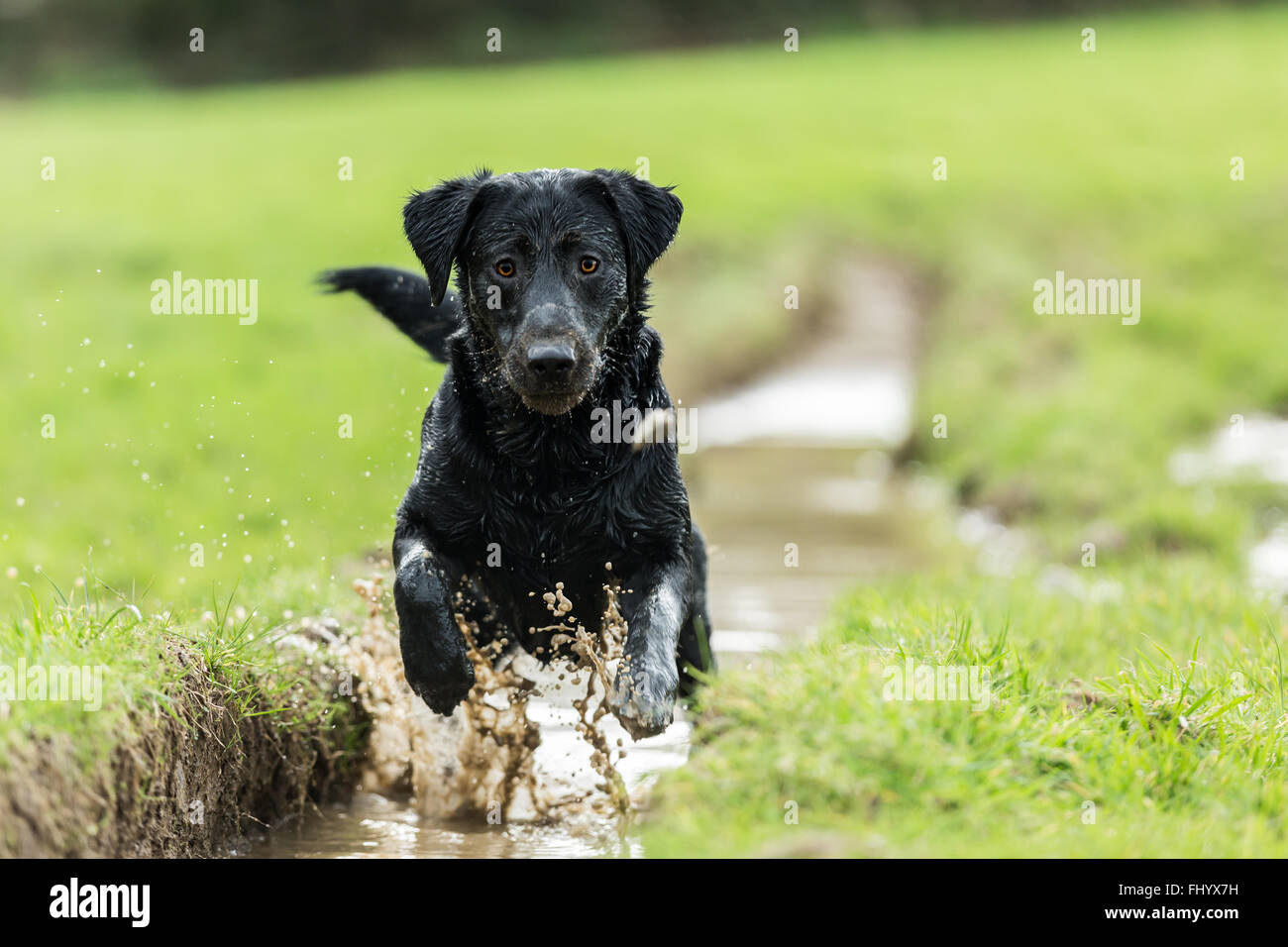 Black Labrador dog playing in muddy puddles Stock Photo