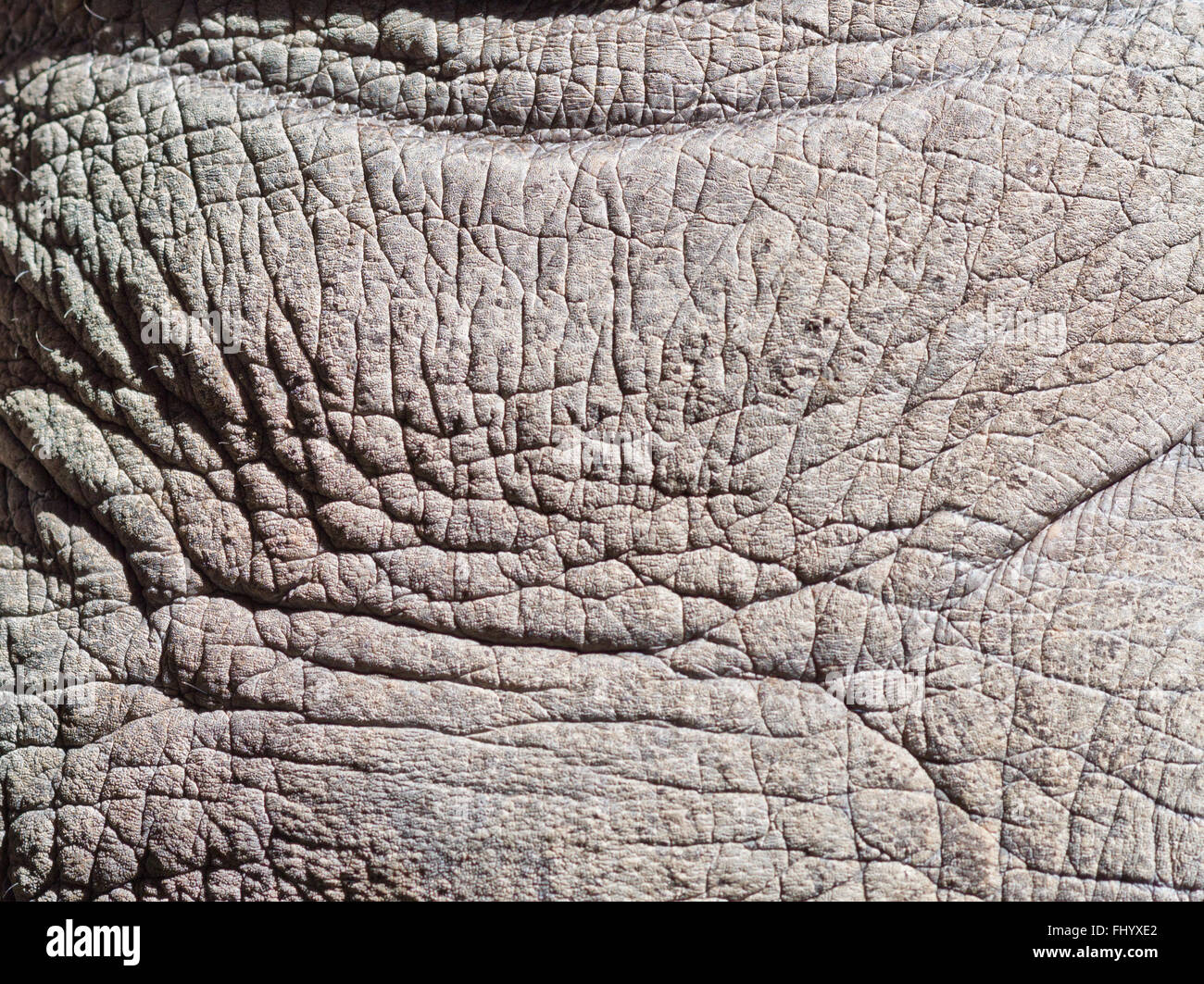 Rhino skin texture hires stock photography and images Alamy