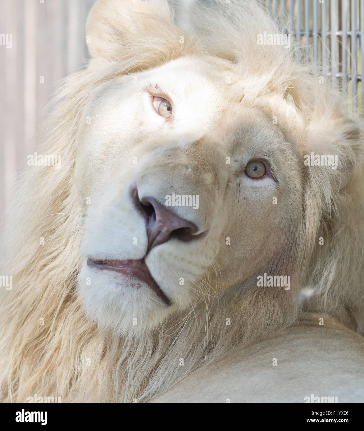Lion lying close up hi-res stock photography and images - Alamy