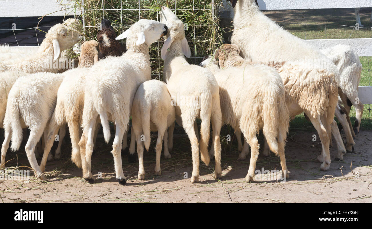 sheep eating grass in a farm, back view Stock Photo - Alamy