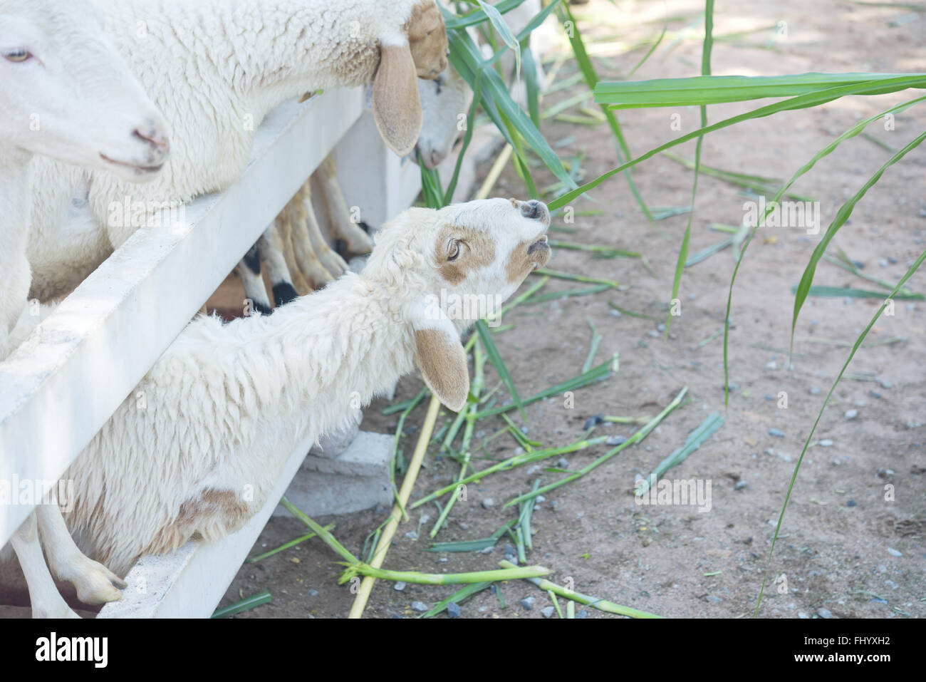 sheep eating grass in a farm Stock Photo - Alamy