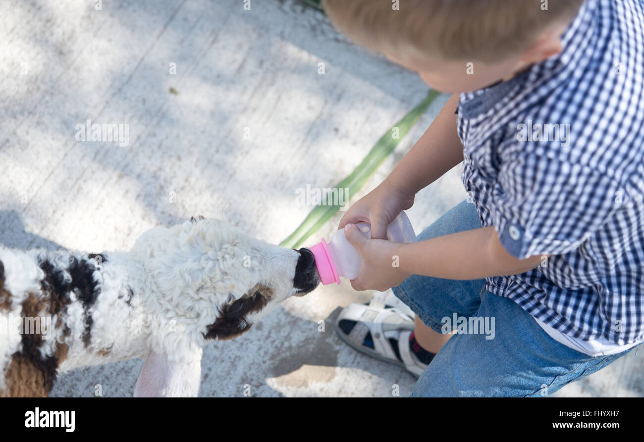 image of a lamb feeding Stock Photo Alamy