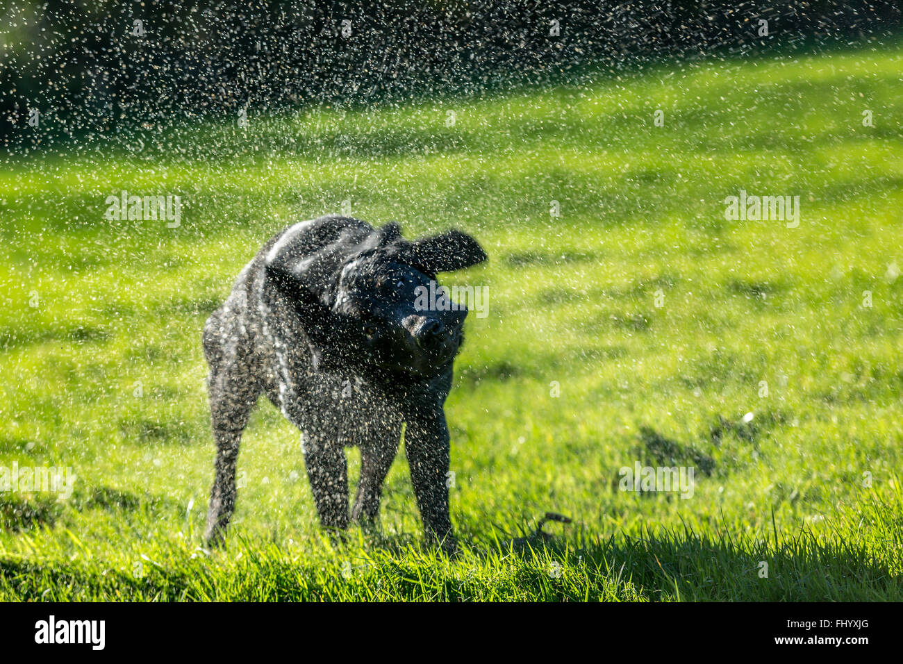 Black Labrador shaking itself dry in a green field Stock Photo