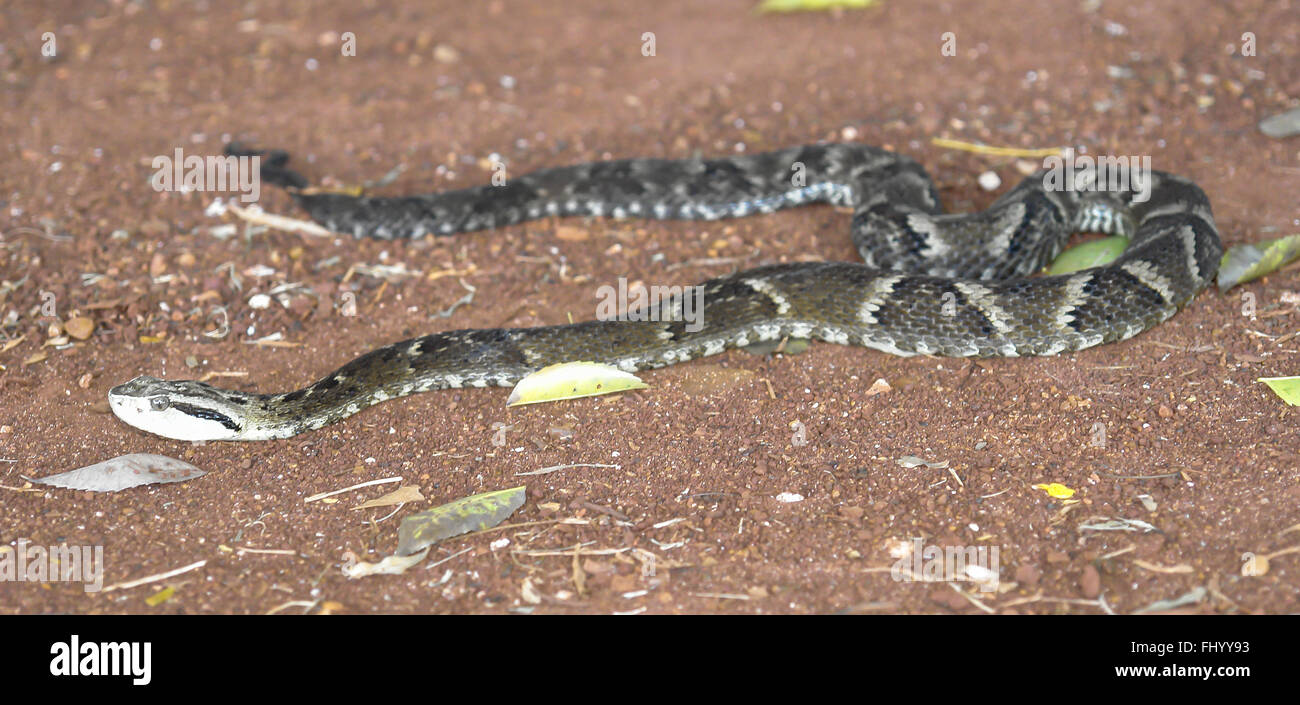 Yarara south america dangerous snake Stock Photo