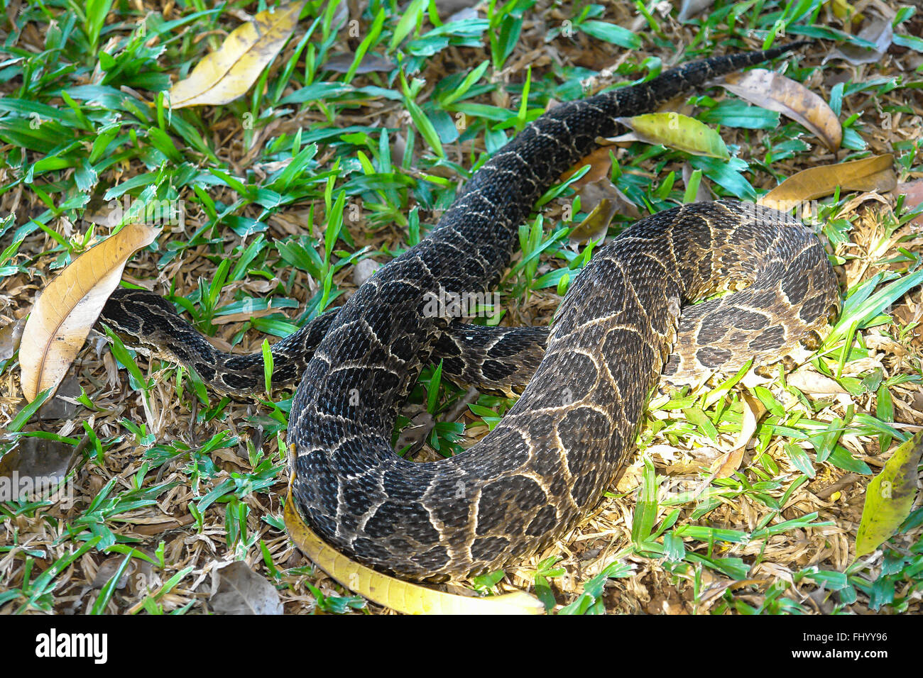 Yarara Crucera dangerous snake Stock Photo