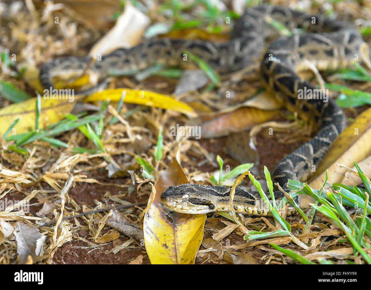 Small Yarara dangerous snake Stock Photo